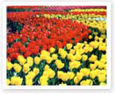 通常のコピー機画像