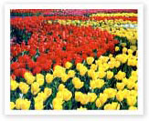 ブルーホップのコピー機画像